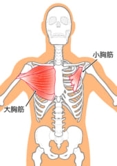 大胸筋と小胸筋