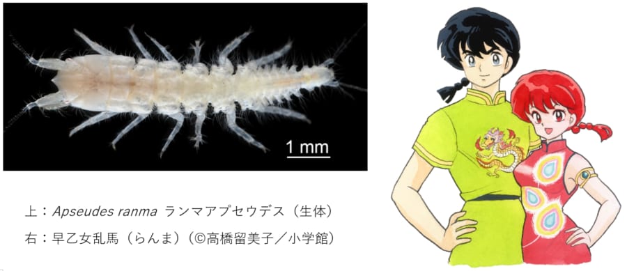 新種を「ランマ」と命名