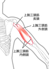 上腕三頭筋