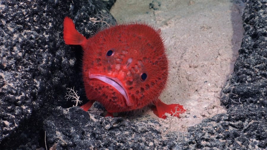 フサアンコウ科の深海魚