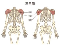 三角筋