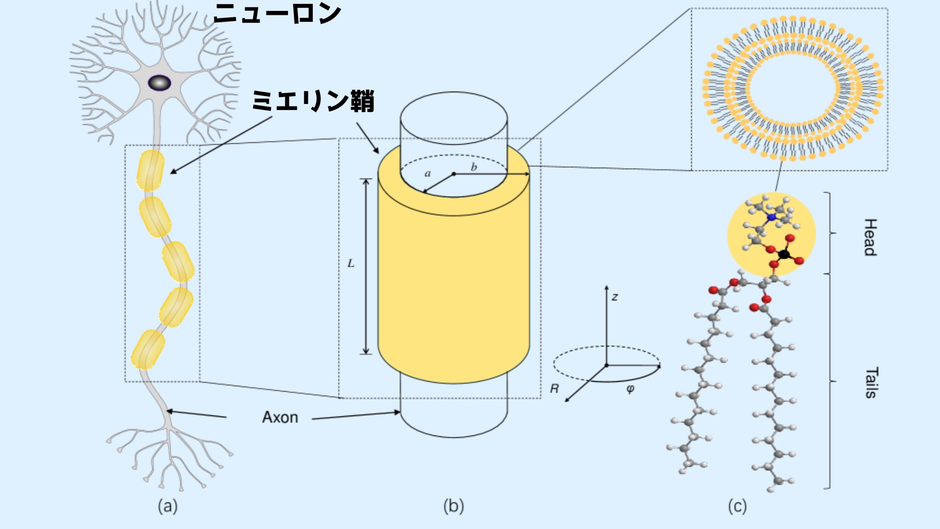 ミエリン鞘はニューロンの軸索の周りを包み込むように存在していることが知られており、多くの資質を含んでいます。今回の研究では脂質の尾部にあるCH結合が光子を放出するときに量子もつれが生成されることが示されました