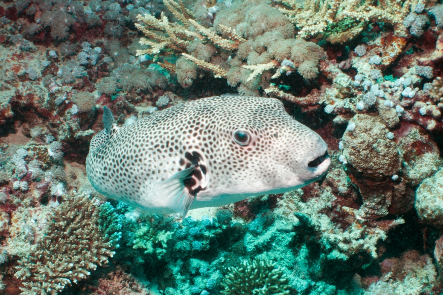 フグは海洋微生物・貝・ヒトデを通して、テトロドトキシンを体内に蓄積させる