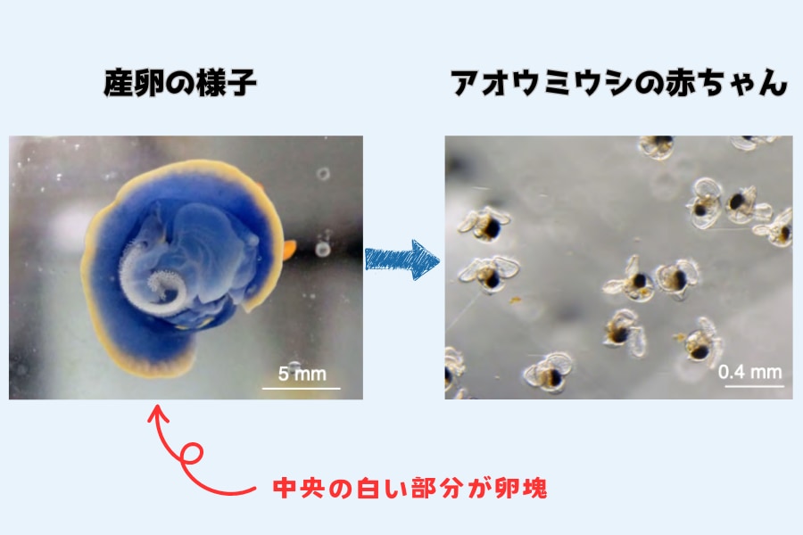 左：アオウミウシの産卵、右：ふ化した幼生たち