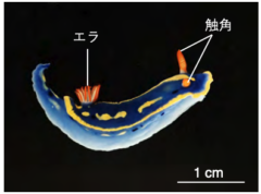 アオウミウシ、完全体へ！