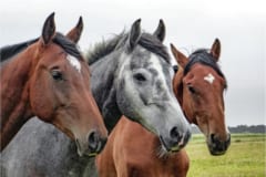 「面倒だから馬鹿っぽく振る舞ってた」馬の知能の驚くべき報告の画像 3/4