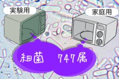 30台の電子レンジから747属の異なる細菌が発見される