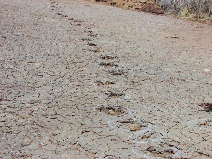 ブラジルで見つかった恐竜の足跡