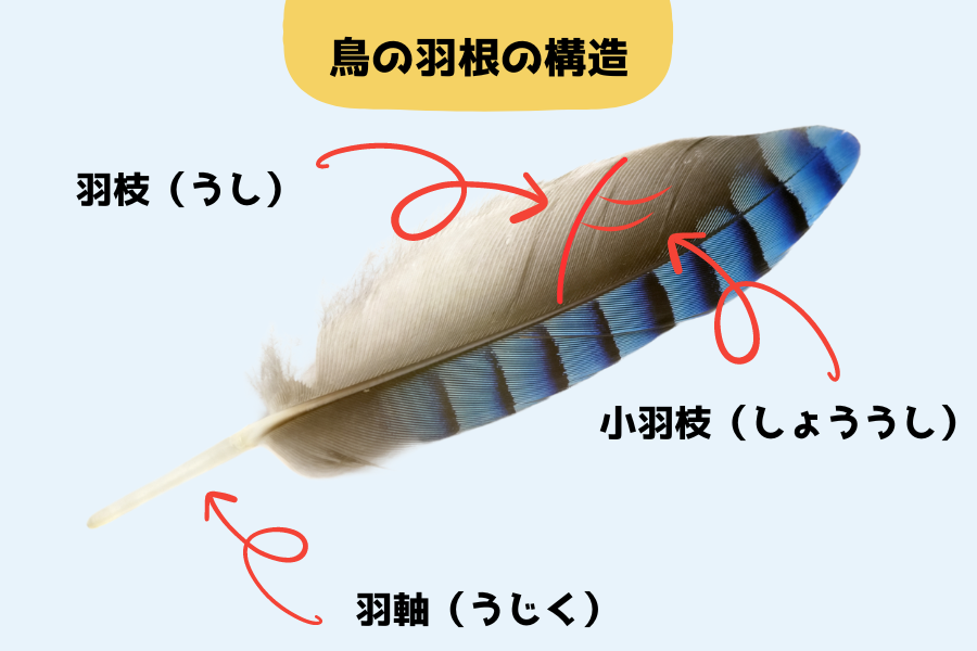 鳥の羽根の構造