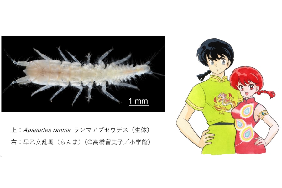 欄間　らんま　ランマ 雌雄同体だから『ランマ』！新種甲殻類「らんま1/2」から学名を命名