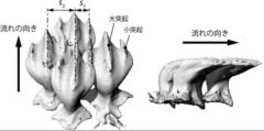 左：楯鱗の形と菱形状の配置、右：それぞれの突起は水の流れの向きに沿って倒れている