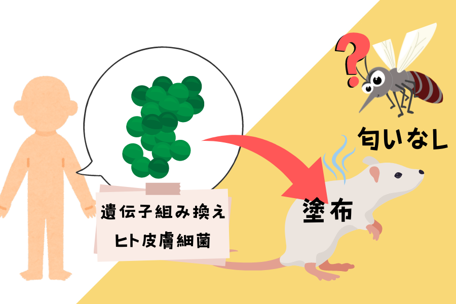 遺伝子組み換えしたヒト皮膚細菌が、蚊の誘引力を64.4％減少。しかも効果は11日間続く