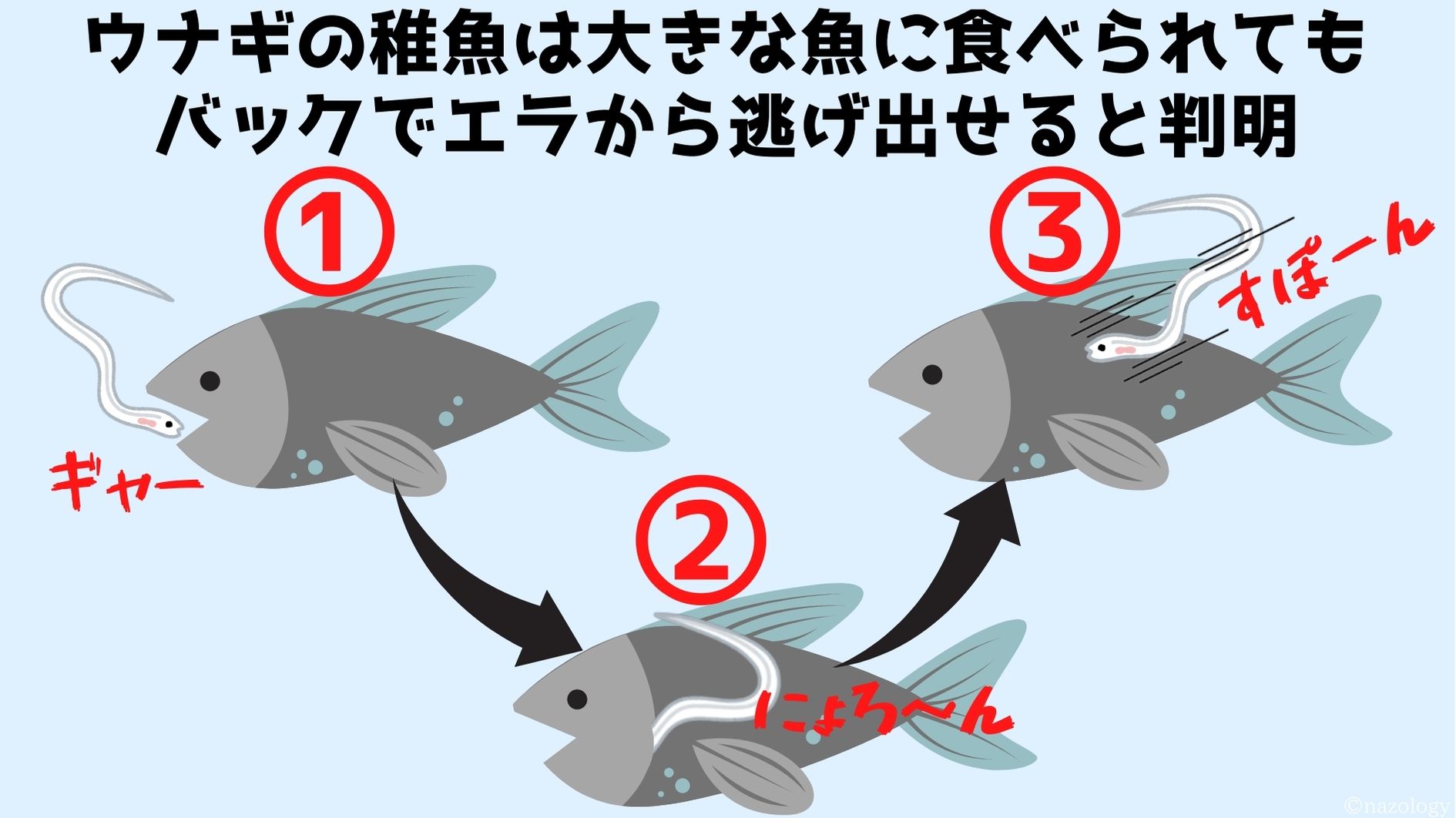 「食べられても諦めないウナギ」が捕食者の胃から脱出する様子をX線で撮影の画像 2/9