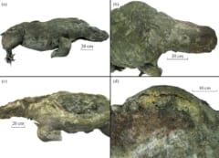 3万2000年前の「ケブカサイ」を完全な形のミイラで発見！知られざる新機能も発覚！の画像 4/5