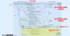 ミミズはゲノムが「完全にごちゃまぜ」になっていると判明！の画像 2/6