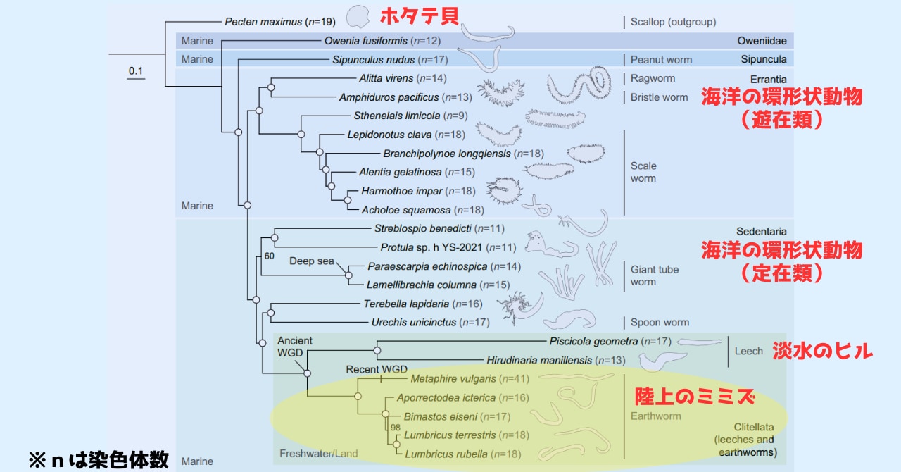 ミミズはゲノムが「完全にごちゃまぜ」になっていると判明！の画像 2/6