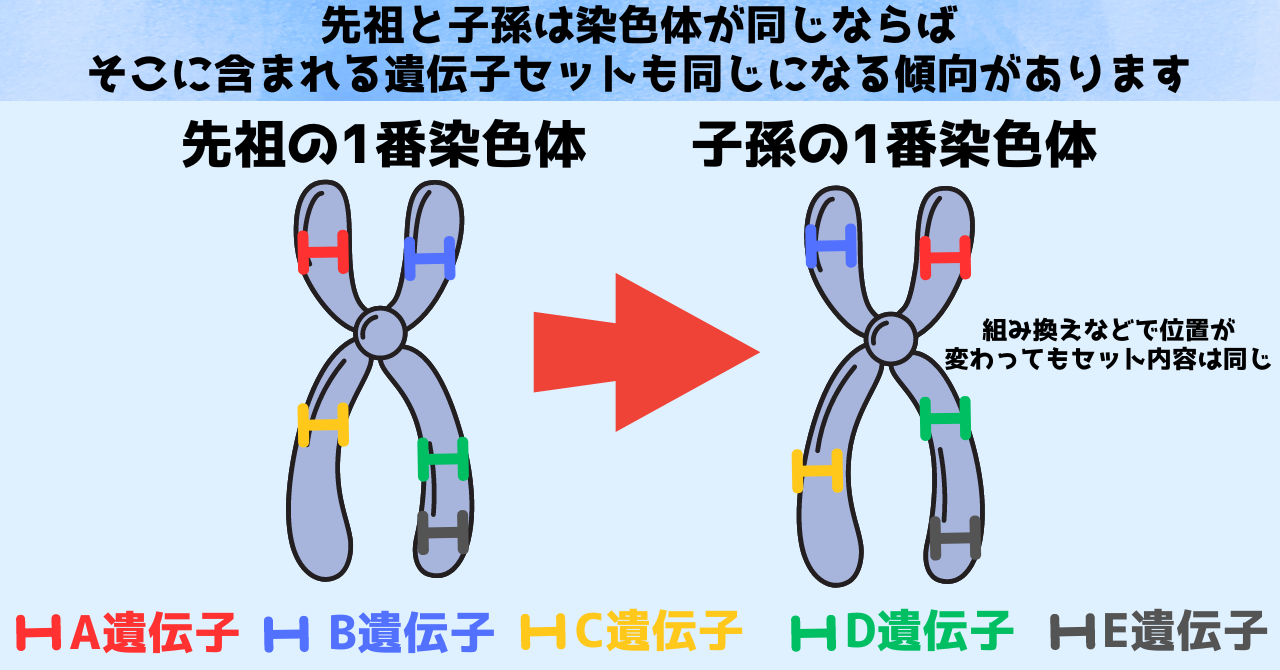 ミミズはゲノムが「完全にごちゃまぜ」になっていると判明！の画像 4/6