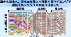 ミミズはゲノムが「完全にごちゃまぜ」になっていると判明！の画像 5/6