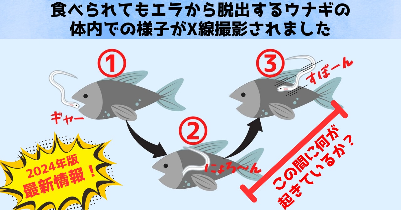 「食べられても諦めないウナギ」が捕食者の胃から脱出する様子をX線で撮影の画像 1/9