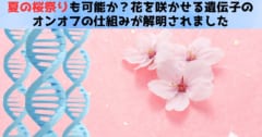 夏の桜祭りも可能か？花を咲かせる遺伝子のオンオフの仕組みを解明の画像 1/4