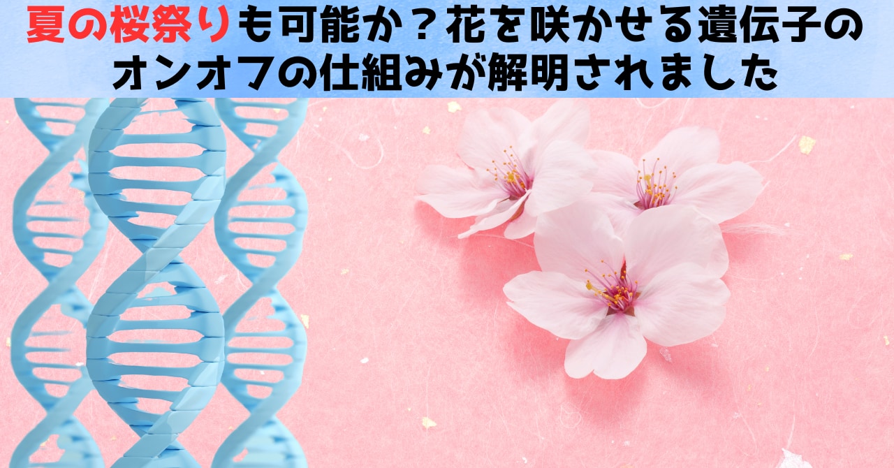 夏の桜祭りも可能か？花を咲かせる遺伝子のオンオフの仕組みを解明の画像 1/4