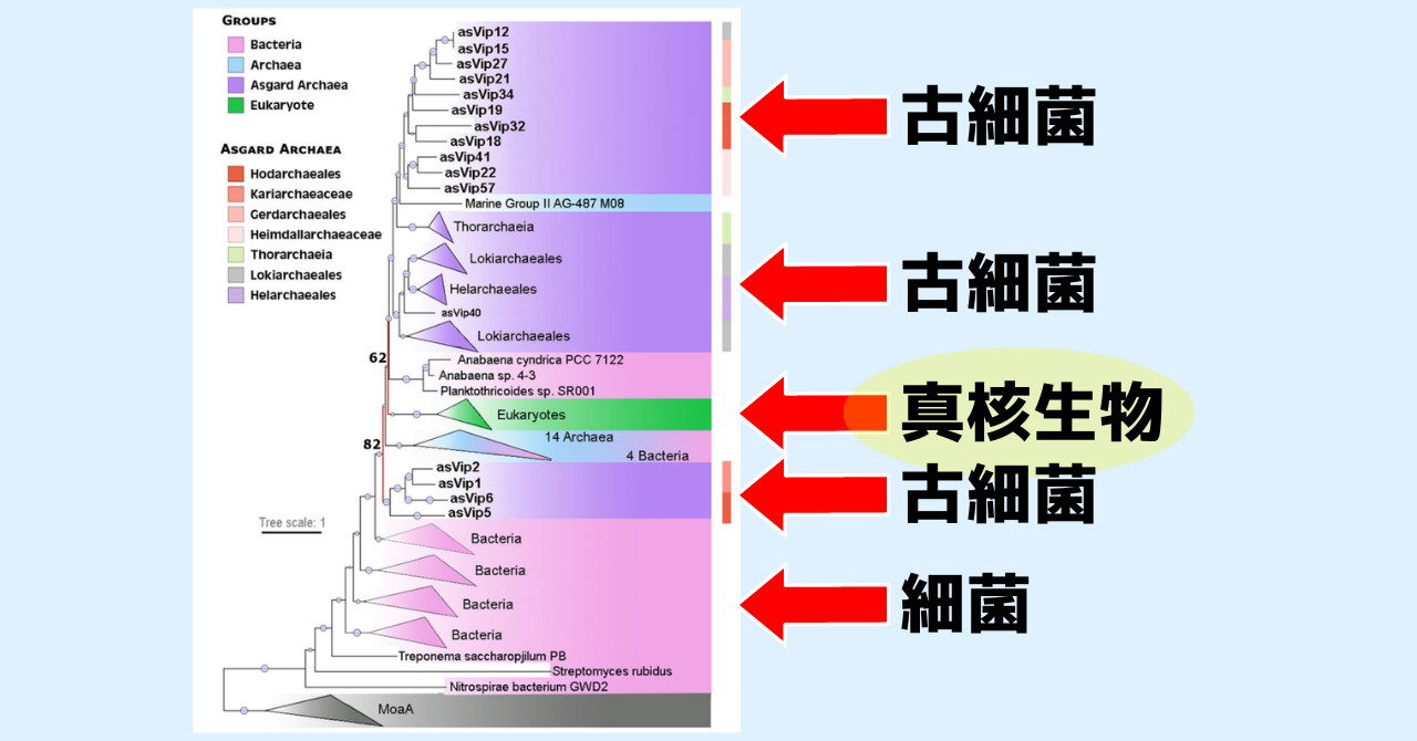 人間の「免疫」とウイルスの戦いは30億年前から続いていると判明！の画像 4/5