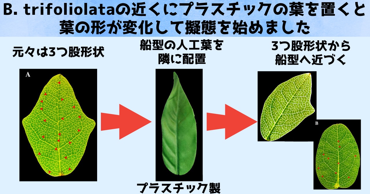 2024年イグノーベル賞受賞研究で打線を組んでみましたの画像 6/8