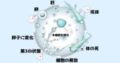 生命には生と死を超えた「第3の状態」が存在すると判明の画像 4/5