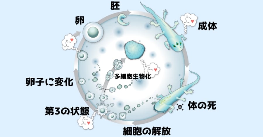 生命には生と死を超えた「第3の状態」の状態が存在すると判明