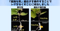 バラのトゲは4億年に誕生した「孤独な男」遺伝子のお陰と判明！の画像 3/4