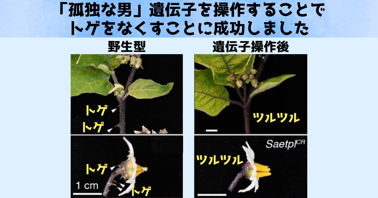 バラのトゲは4億年に誕生した「孤独な男」遺伝子のお陰と判明！の画像 3/4