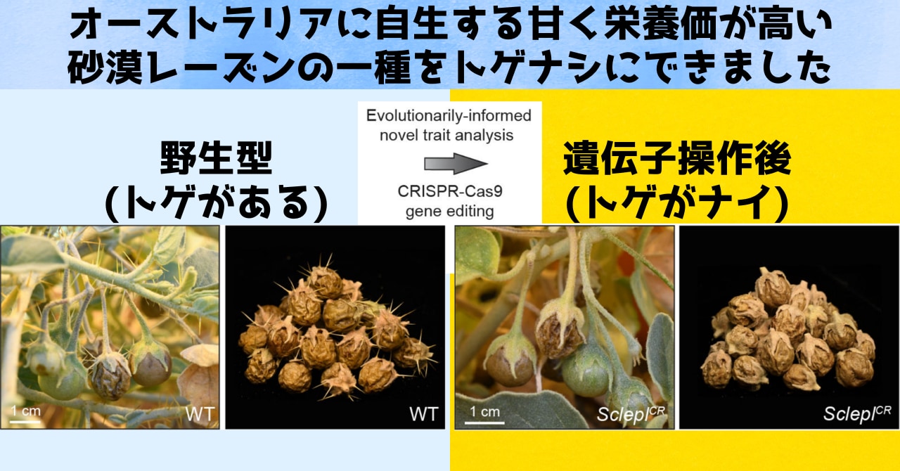 バラのトゲは4億年に誕生した「孤独な男」遺伝子のお陰と判明！の画像 4/4