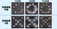 脳や目を持たない菌類が図形を認識している可能性があるの画像 5/6