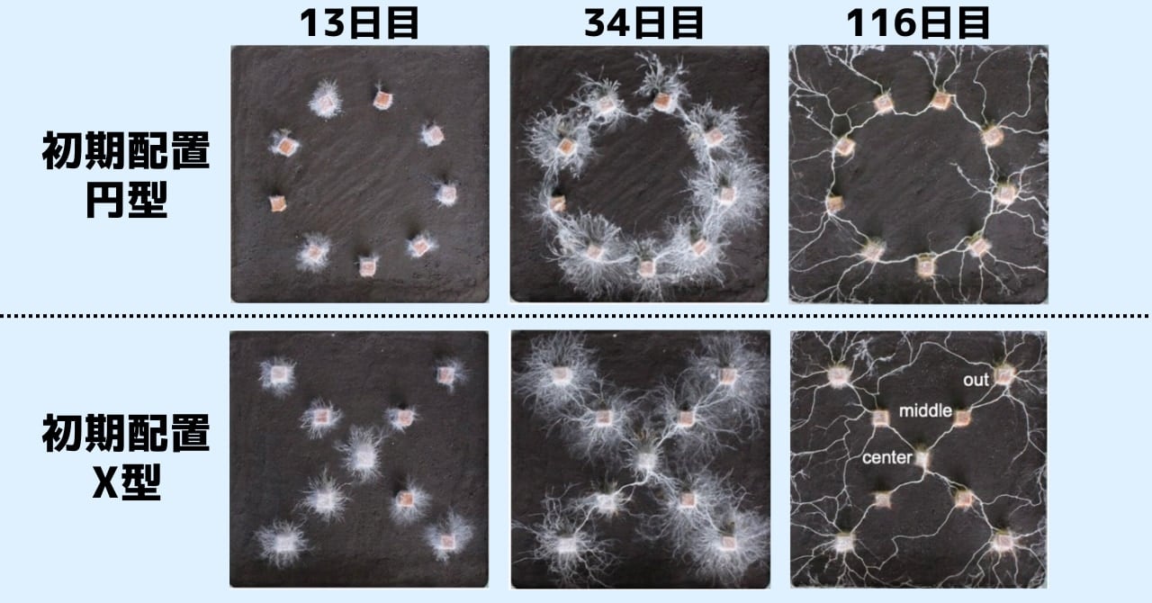 脳や目を持たない菌類が図形を認識している可能性があるの画像 5/6