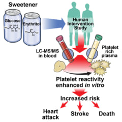 人工甘味料エリスリトールの摂取で血栓症リスクが増加する？の画像 3/4