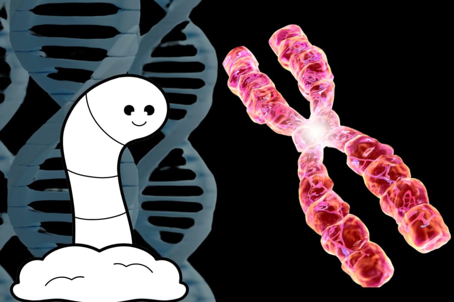 ミミズはゲノムが「完全にごちゃまぜ」になっていると判明！