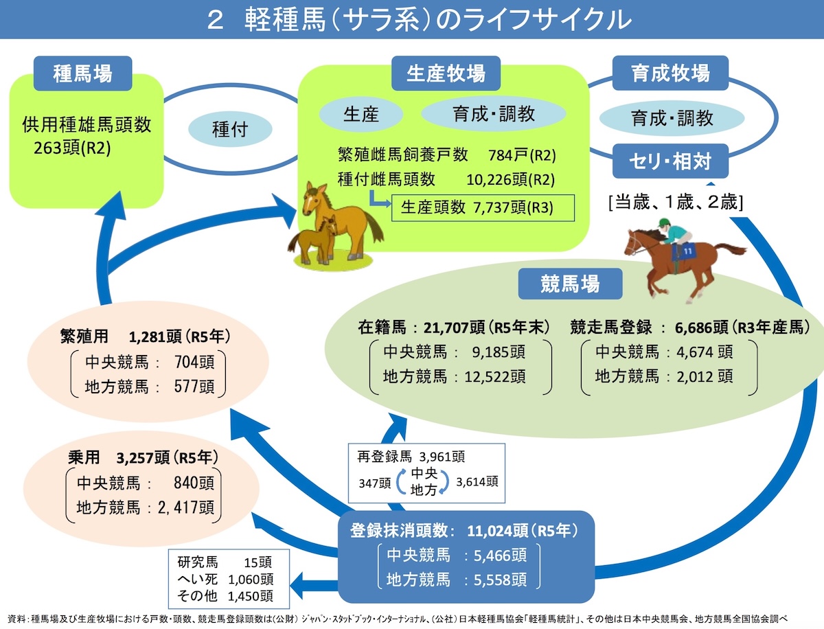 軽種馬（サラ系）のライフサイクル