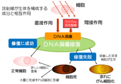 放射線でゾウリムシの細胞分裂が進む理由、放射線ホルミシスとは？の画像 5/5