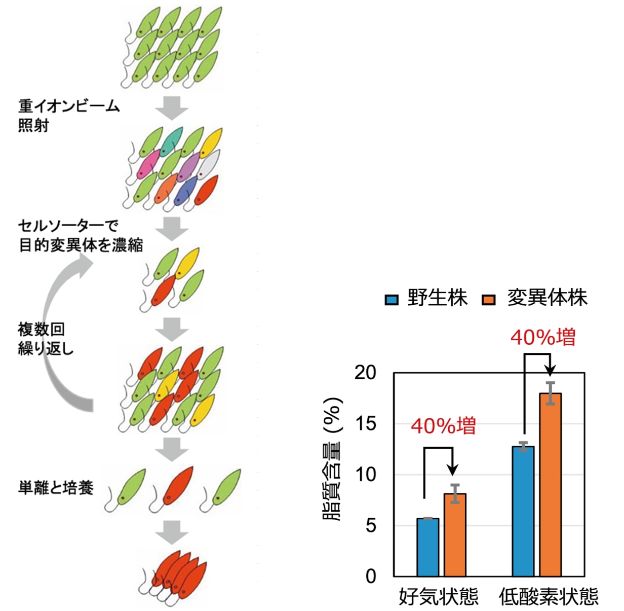 ミドリムシに重イオンビームを浴びせジェット燃料を作る方法を開発の画像 4/4