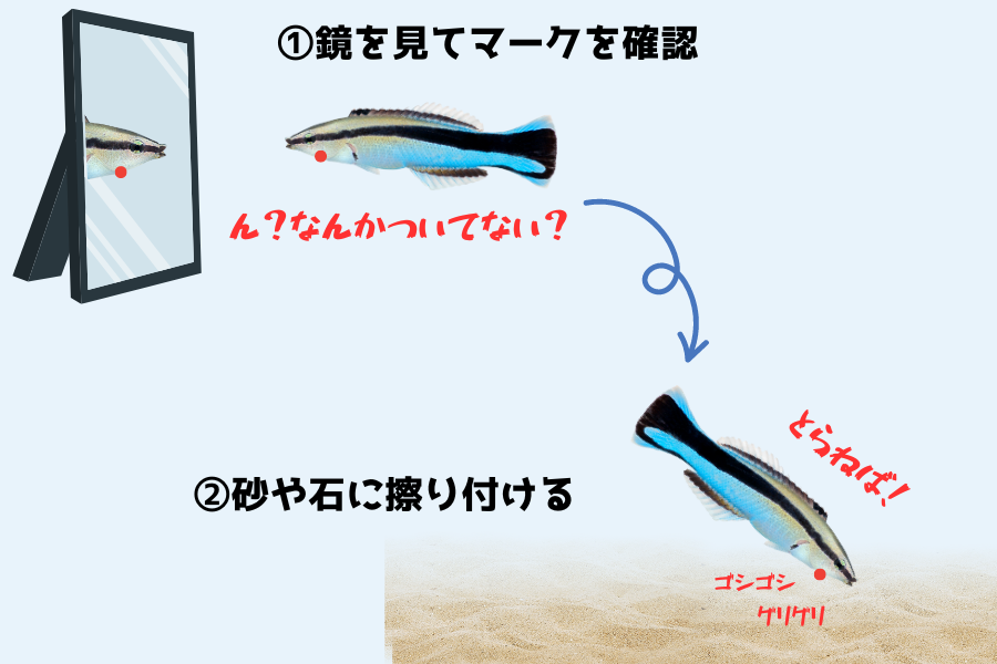 「魚の前に鏡を置いた結果…」自分よりデカい奴に喧嘩を売らなくなるの画像 4/7