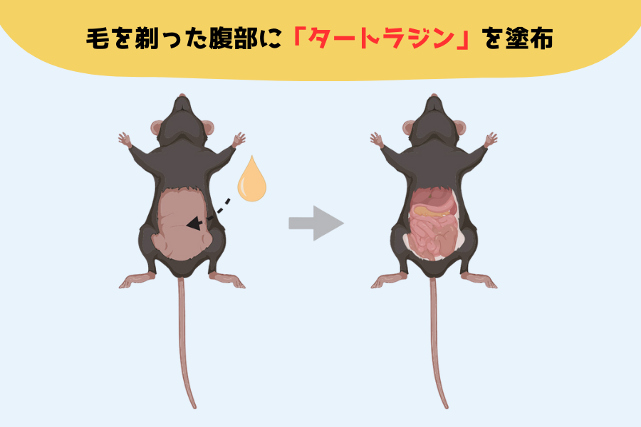 解剖せずに体内が見える！塗るだけで「マウスの透明化」に成功！の画像 5/6