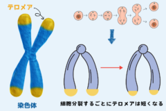 若い時ニキビ肌に苦しんだ人ほど将来「美肌」になりやすい！の画像 3/4