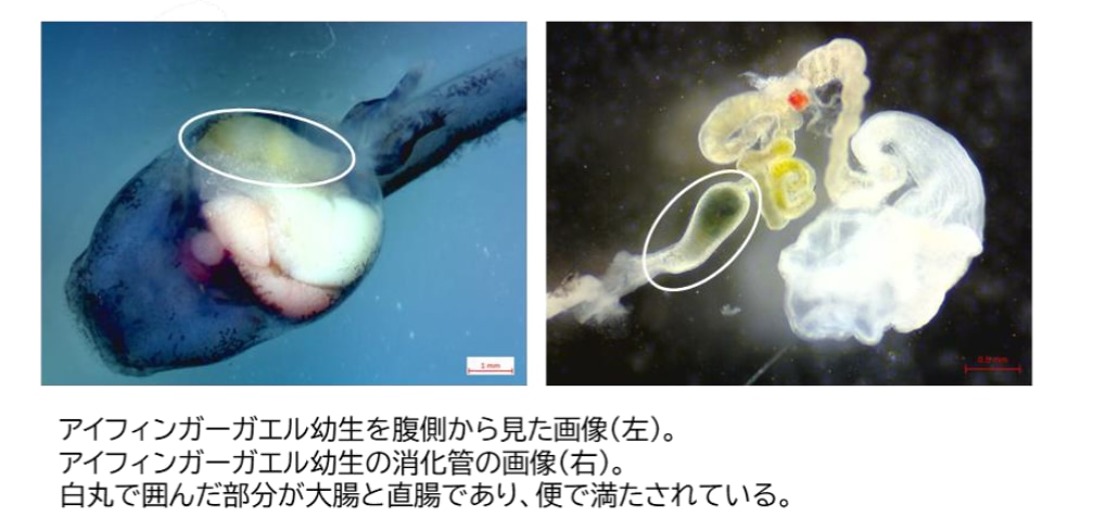 「大人になるまでウンチは我慢する」すごい衛生戦略を持つオタマジャクシを発見の画像 3/7