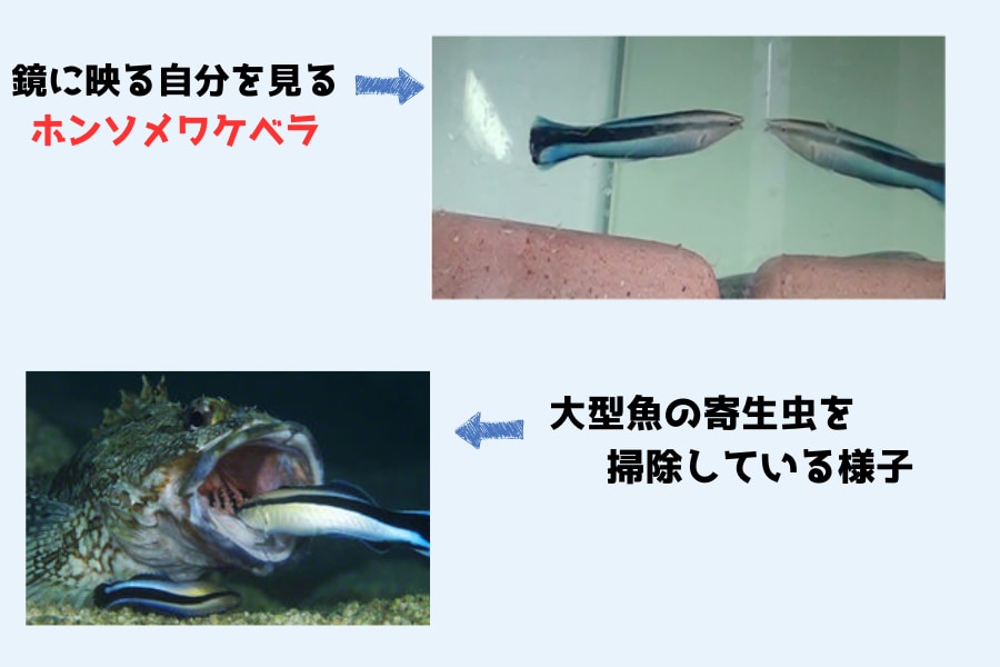 「魚の前に鏡を置いた結果…」自分よりデカい奴に喧嘩を売らなくなるの画像 3/7