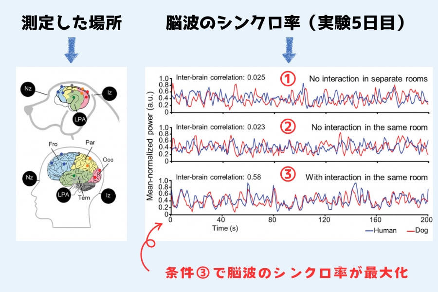 【人と犬はマブダチ】見つめ合うと「脳波がシンクロ」すると判明！の画像 4/5