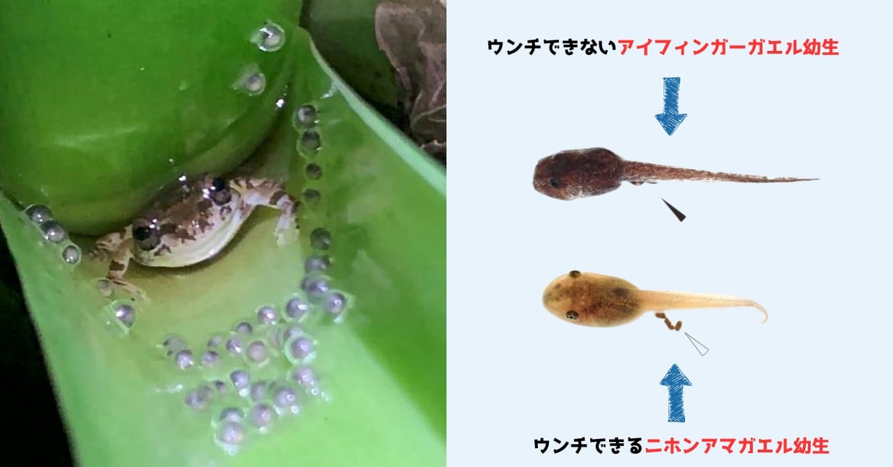 「大人になるまでウンチは我慢する」すごい衛生戦略を持つオタマジャクシを発見の画像 1/7