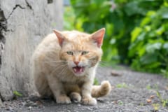 可愛すぎる「猫用」脳波測定装置が誕生！「痛い」と言えない猫の気持ちが分かる!?の画像 2/6