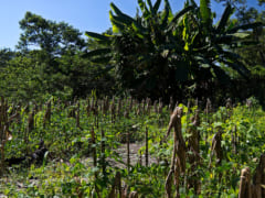 トウモロコシが悲鳴を上げると豆が害虫駆除の昆虫軍団を呼ぶと判明の画像 2/4