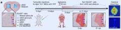 脳の再生医療に光、脳細胞を脳幹細胞に再プログラムすることに成功！の画像 5/5