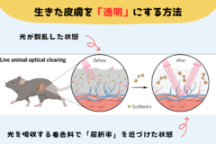 解剖せずに体内が見える！塗るだけで「マウスの透明化」に成功！の画像 3/6